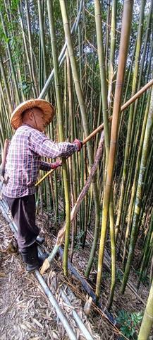 竹筍製品-即食竹筍 產品圖片（產品編號 686145）