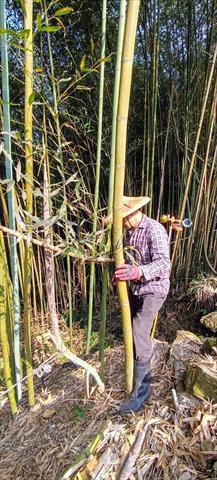 竹筍製品-即食竹筍 產品圖片（圖片編號 949640）