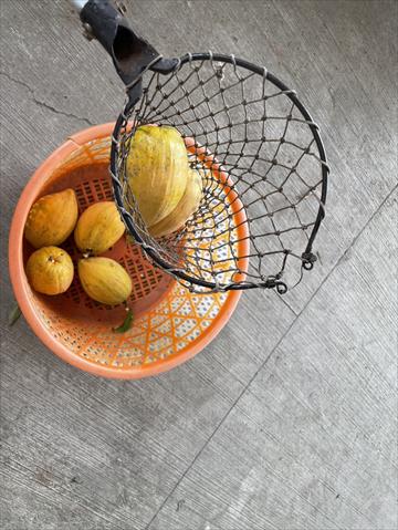 桃 產品圖片（圖片編號 949648）