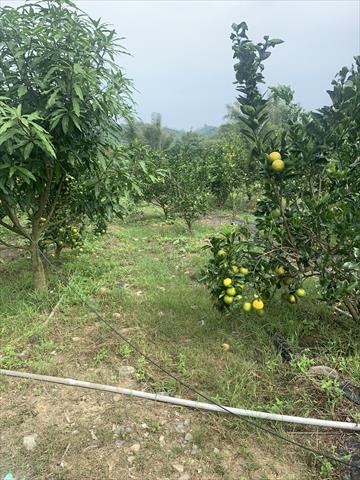 柳橙 產品圖片（產品編號 686223）