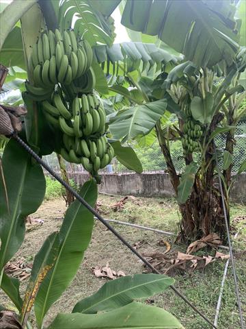 柳橙 產品圖片（圖片編號 949803）