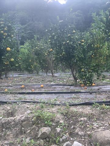 柳橙 產品圖片（圖片編號 949804）