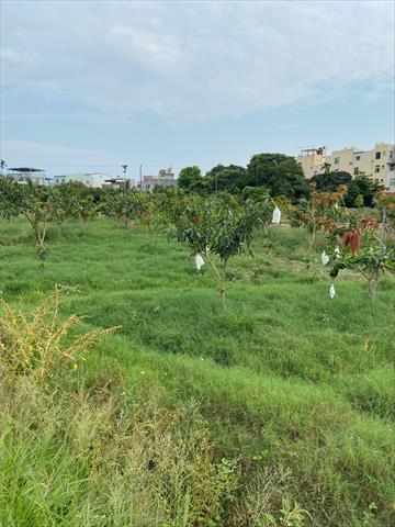 芒果 產品圖片（圖片編號 949904）