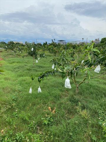 芒果 產品圖片（產品編號 686376）
