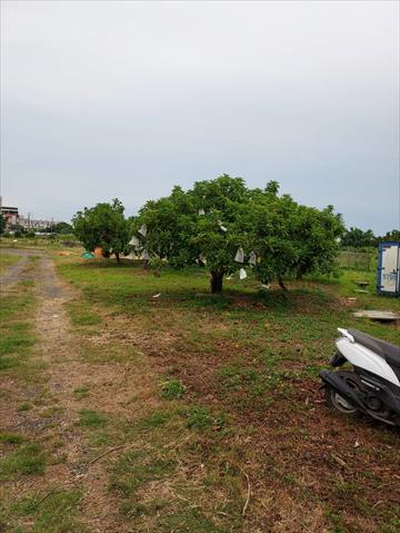 酪梨 產品圖片（圖片編號 949913）