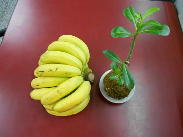 香蕉 產品圖片（圖片編號 950123）