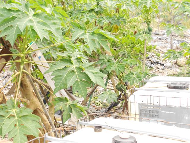 木瓜 產品圖片（產品編號 686432）
