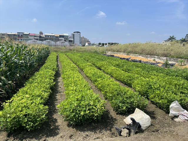 落花生 產品圖片（產品編號 686475）