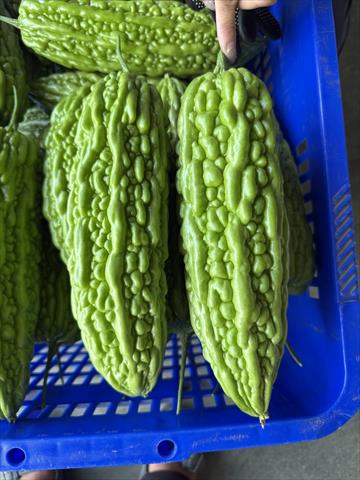 苦瓜 產品圖片（圖片編號 950345）