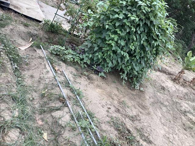 萊豆(皇帝豆) 產品圖片（產品編號 686652）