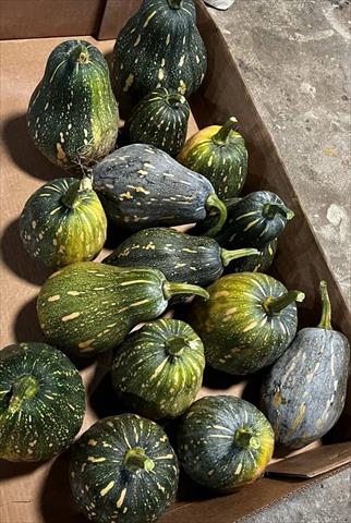 南瓜(金瓜) 產品圖片（圖片編號 950483）