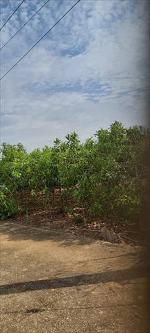 黃金果(黃晶果,加蜜蛋黃果,蜜蛋黃果) 產品圖片（產品編號 686721）