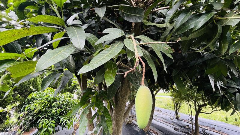 芒果 產品圖片（圖片編號 950863）