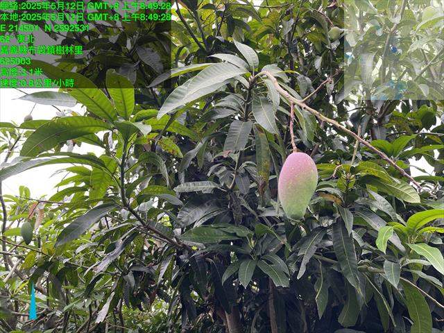芒果 產品圖片（圖片編號 950865）