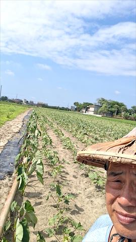黃秋葵(羊角豆,秋葵) 產品圖片（產品編號 686848）