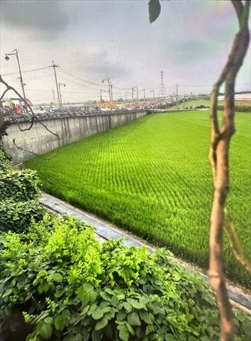 軟秈稻(白米) 產品圖片（產品編號 686856）