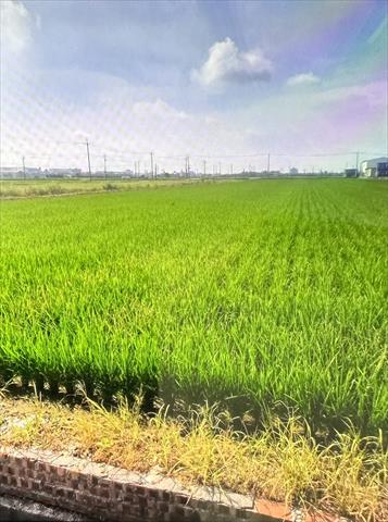 軟秈稻(白米) 產品圖片（圖片編號 950896）