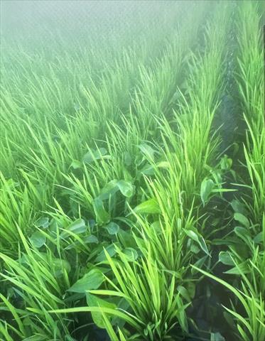軟秈稻(白米) 產品圖片（圖片編號 950897）