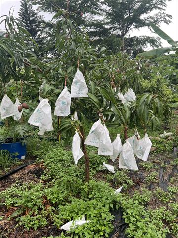 芭蕉 產品圖片（圖片編號 950919）