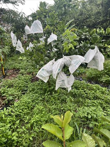 絲瓜 產品圖片（圖片編號 950921）