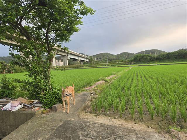稉稻(糙米) 產品圖片（產品編號 686974）
