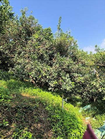 柳橙 產品圖片（圖片編號 951212）