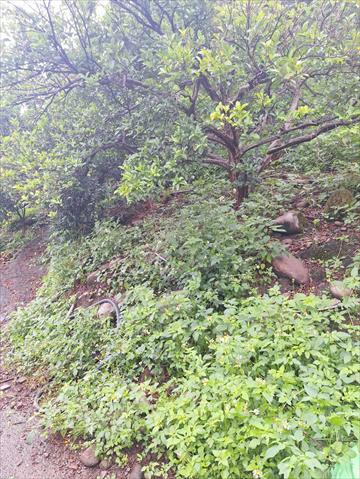 椪柑 產品圖片（圖片編號 951219）