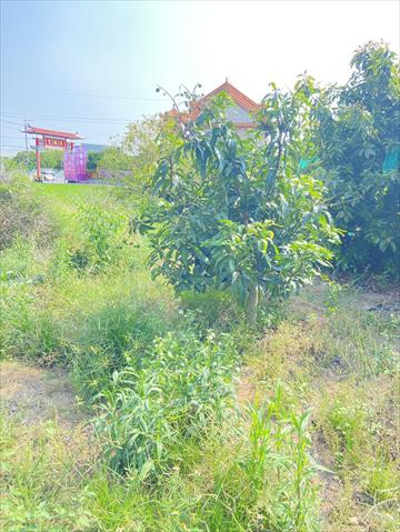 芒果 產品圖片（產品編號 687083）