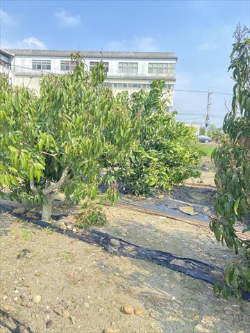 酪梨 產品圖片（圖片編號 951344）