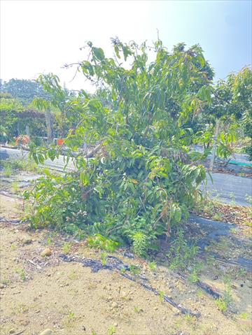 芒果 產品圖片（圖片編號 951346）