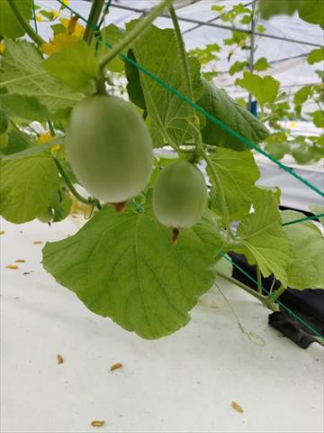 洋香瓜(哈蜜瓜) 產品圖片（圖片編號 951624）