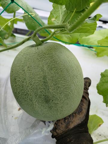 洋香瓜(哈蜜瓜) 產品圖片（產品編號 687127）