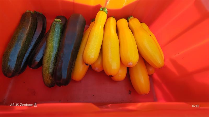 夏南瓜 產品圖片（產品編號 687125）