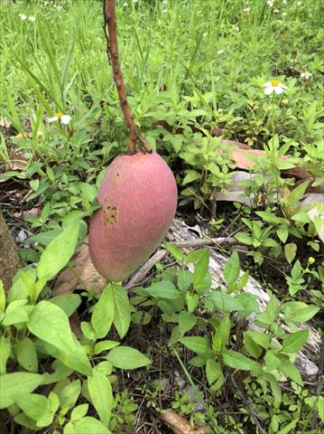 芒果 產品圖片（產品編號 687385）
