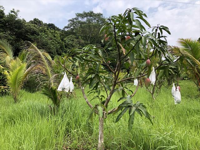 芒果 產品圖片（圖片編號 952095）