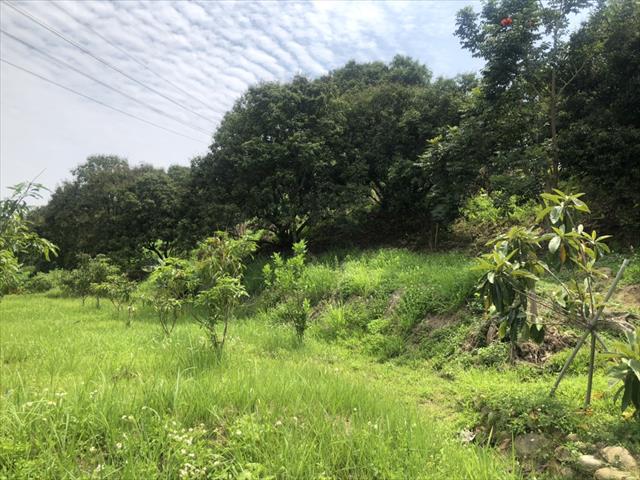龍眼 產品圖片（圖片編號 952100）