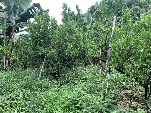 椪柑 產品圖片（圖片編號 952118）