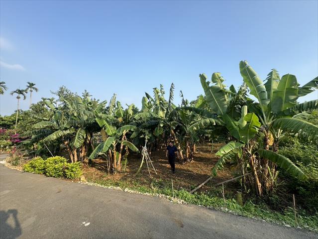 香蕉 產品圖片（圖片編號 952126）