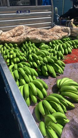 香蕉 產品圖片（圖片編號 952140）