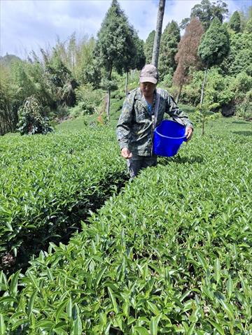 茶製品-茶 產品圖片（產品編號 687441）