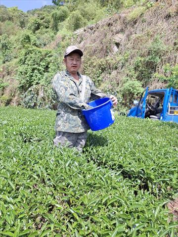 茶製品-茶 產品圖片（圖片編號 952143）