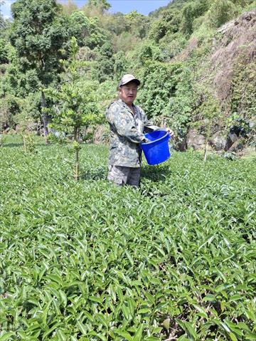 茶製品-茶 產品圖片（圖片編號 952144）