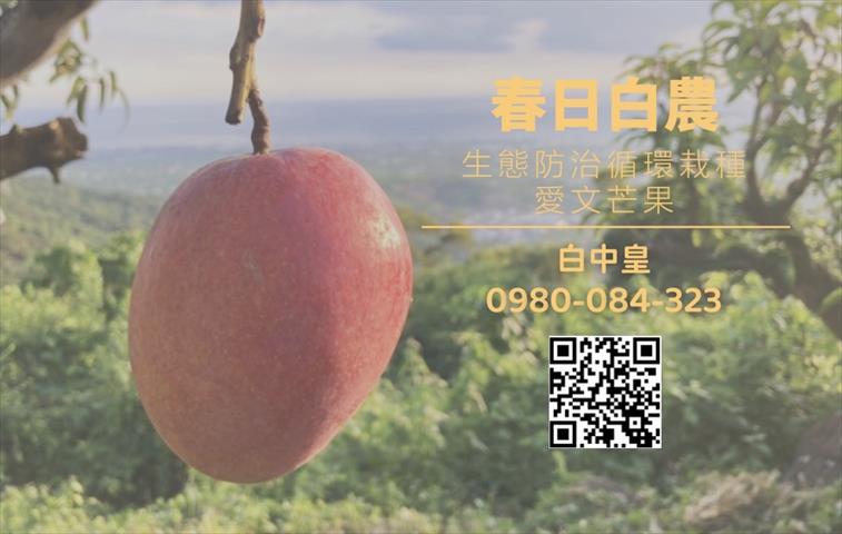 芒果 產品圖片（圖片編號 952239）
