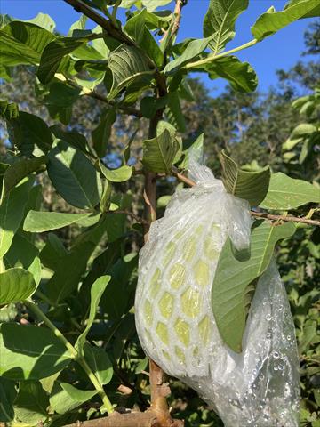番石榴(芭樂) 產品圖片（產品編號 687512）