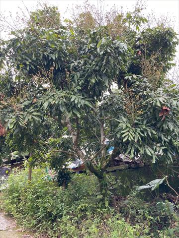 龍眼 產品圖片（圖片編號 952955）