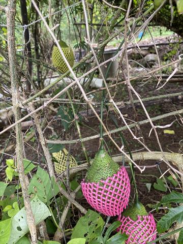 木虌果(木鱉果) 產品圖片（圖片編號 953015）