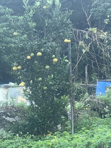 砂糖橘 產品圖片（圖片編號 953017）