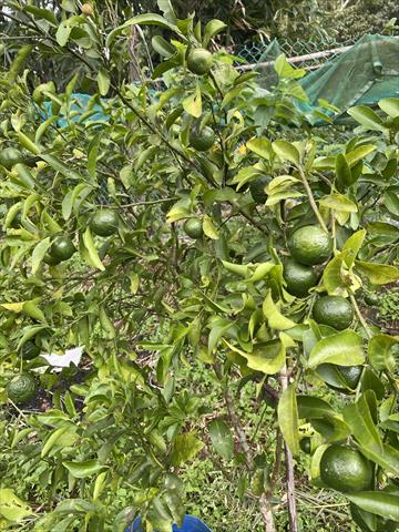 砂糖橘 產品圖片（圖片編號 953018）