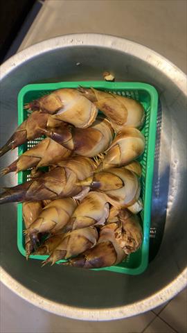 竹筍 產品圖片（產品編號 687713）