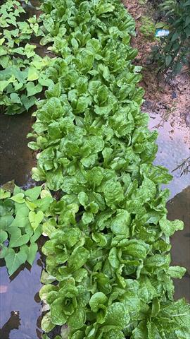 不結球萵苣(A菜,妹仔菜) 產品圖片（圖片編號 953043）